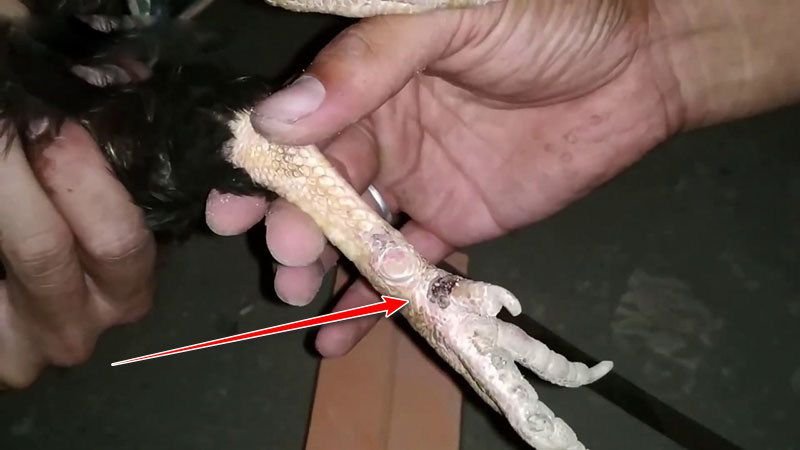 Không may bị chảy máu khi cắt cựa gà