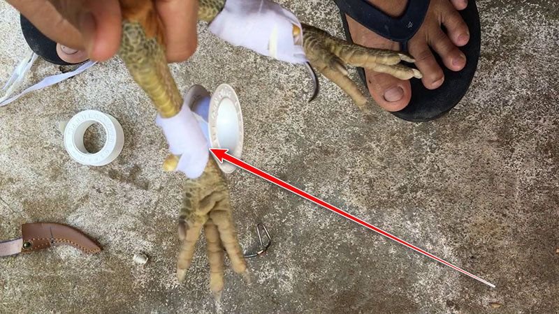 cắt cựa gà bị chảy máu có sao không?