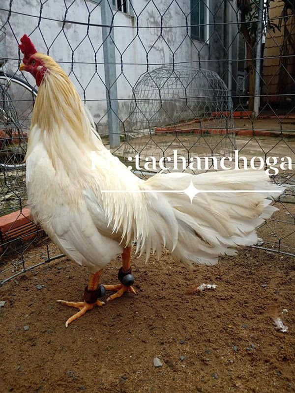 Có nên đeo tạ chân cho gà hay không?