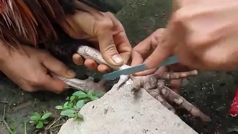 Tiến hành cắt cựa hoặc mài cựa cho chiến kê để cựa gà chọi mọc chậm