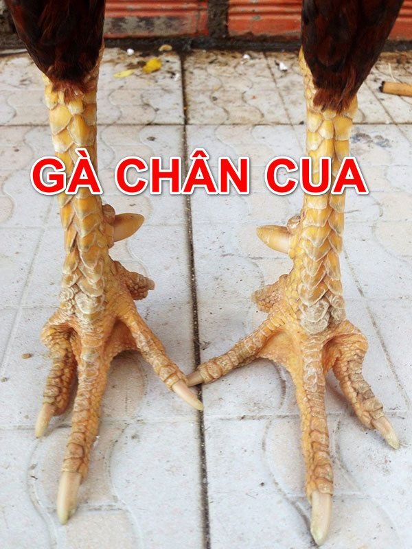 Gà chọi chân cua vì sao đá hay?