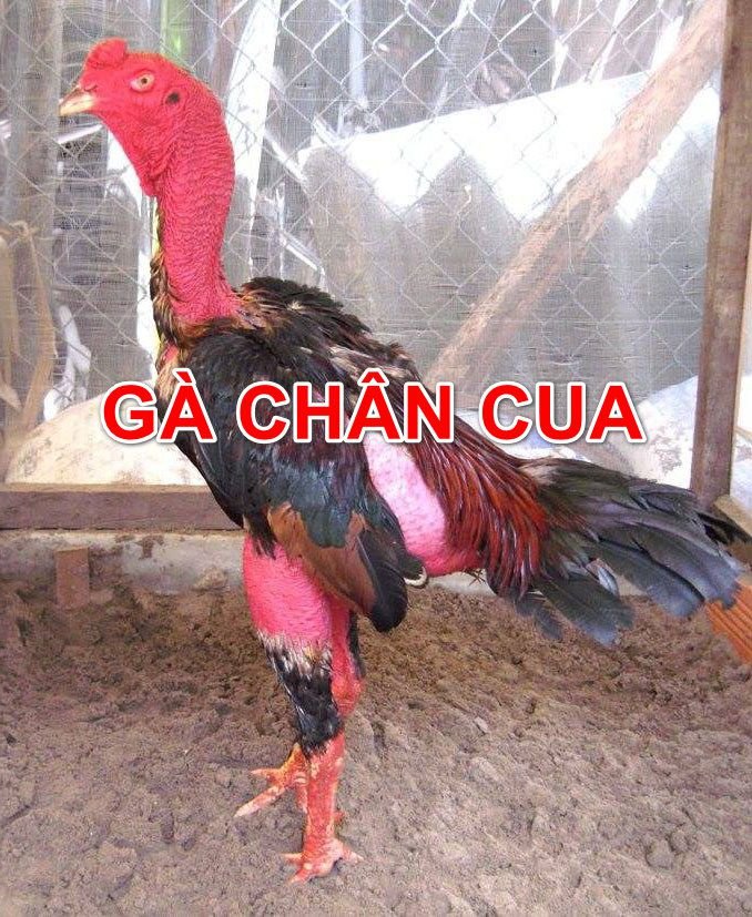 Thực lực của chiến kê chân cua như thế nào?