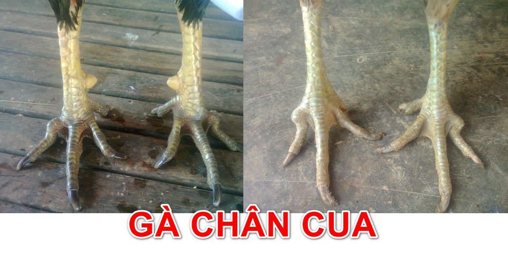 Combo gà chọi chân cua được nhiều người yêu thích