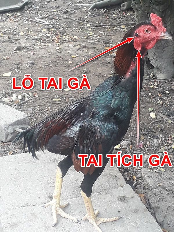 gà có tai không?