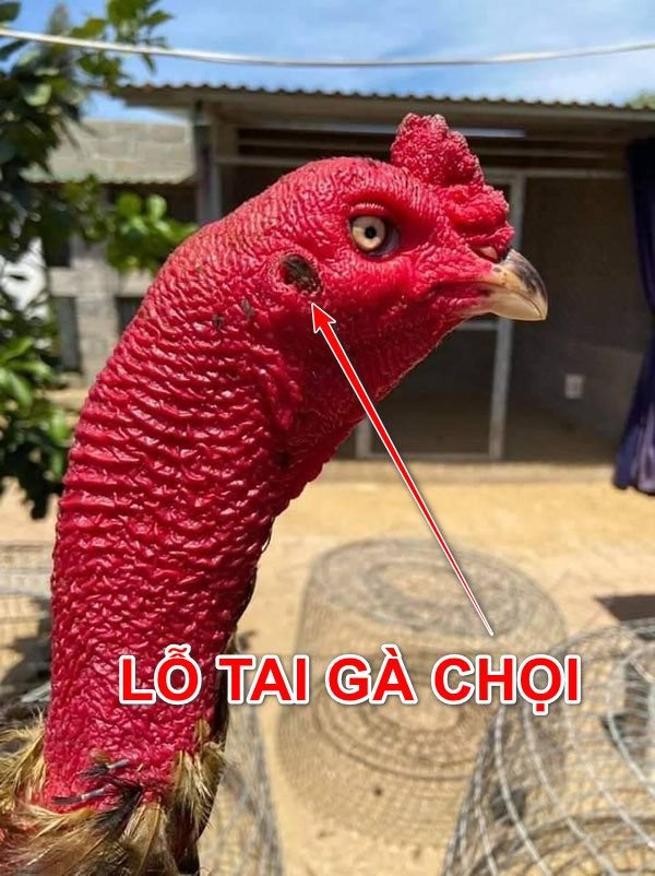 gà có lỗ tai không