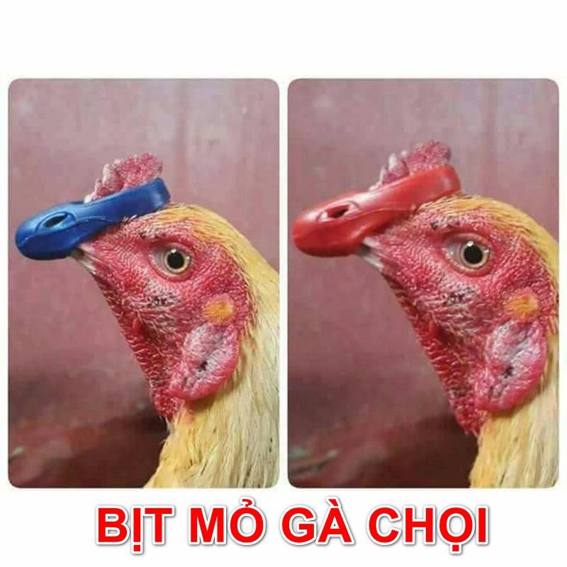 Mẫu bịt mỏ gà chọi từ Thái Lan cực kỳ tiện lợi