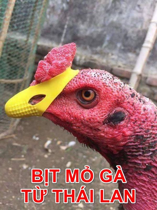 Bịt mỏ gà chọi Thái Lan gọn nhẹ bằng cao su