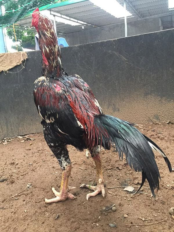 Cách chăm sóc gà sau khi đá về