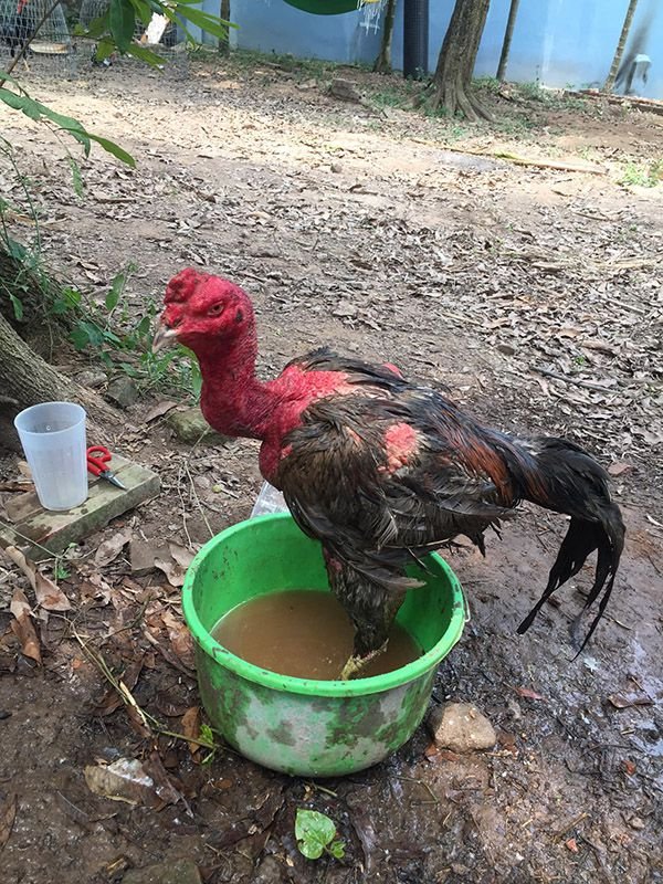 Ngâm nước lạnh chườm đá cho gà sau khi đi đá về