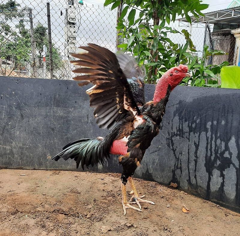 Cách chăm sóc gà áu khi đi đá về