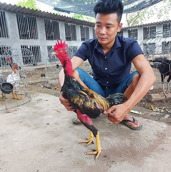 Có cần thiết chăm sóc gà sau khi đá hay không?