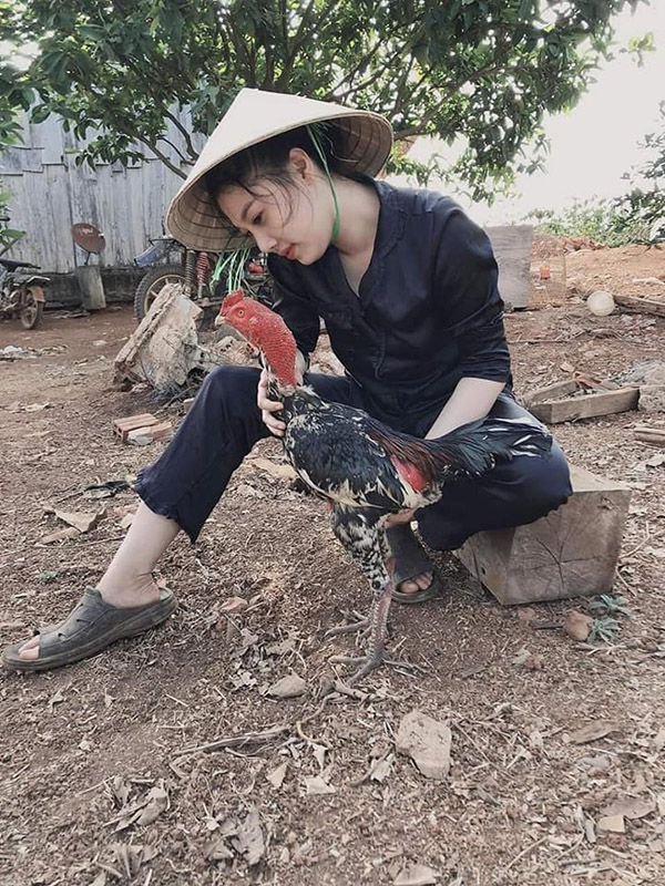 Cách chăm sóc gà sau khi đá về