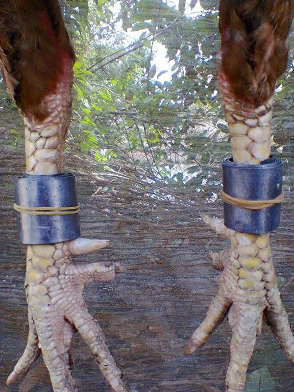 Tạ chân buộc dành cho gà tăng cường sức khoẻ