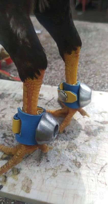 Đeo tạ chân cho gà tăng thể lực cho gà chọi