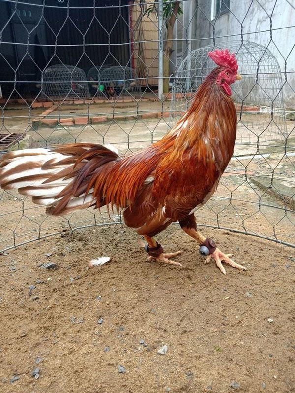 Tăng thêm sức khoẻ cho gà bằng việc đeo tạ chân cho gà chọi