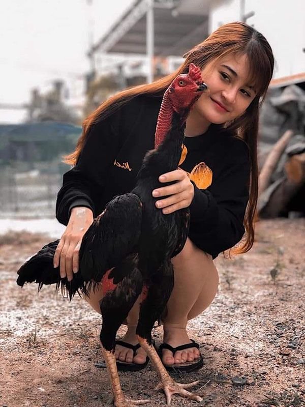 Quá hoảng sợ từ nhỏ nên gà chọi không rạn người