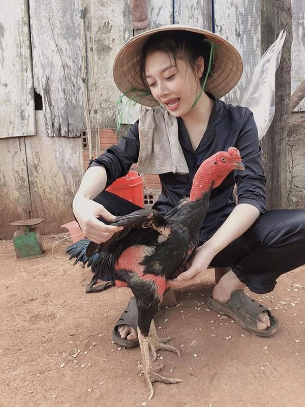 Cách trị gà chọi nhát người đó chính là nhốt lại ít thả rông