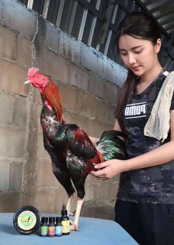 Gà chọi sợ người khó tham gia chiến trận