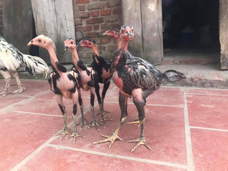 Gà chọi nhát người thường thả rông và không thường xuyên được ôm ấp