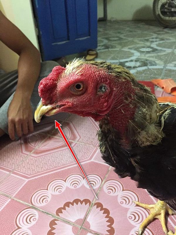 Gà chọi bị hỏng mỏ mất mỏ khó khăn trong ăn uống