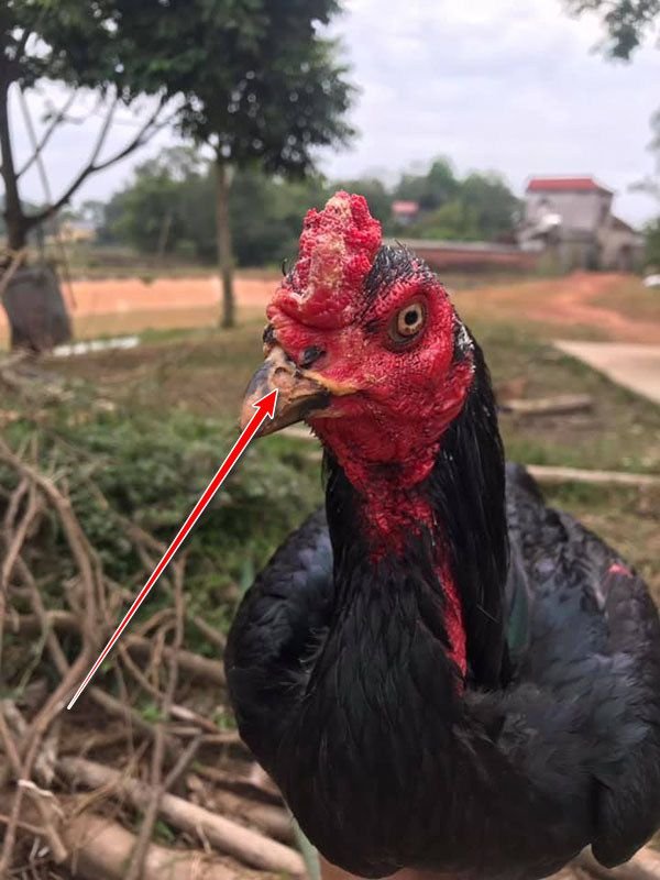 Muốn gà chọi nhanh ra mỏ hồi phục thì ăn uống khá quan trọng