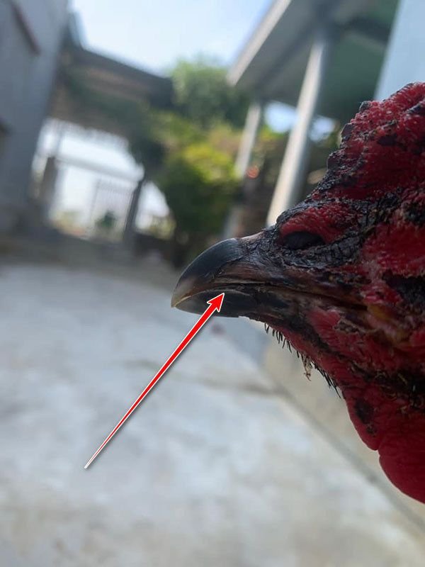 Hạn chế đánh nhau đạp mái khi gà bị hỏng mỏ gãy mỏ