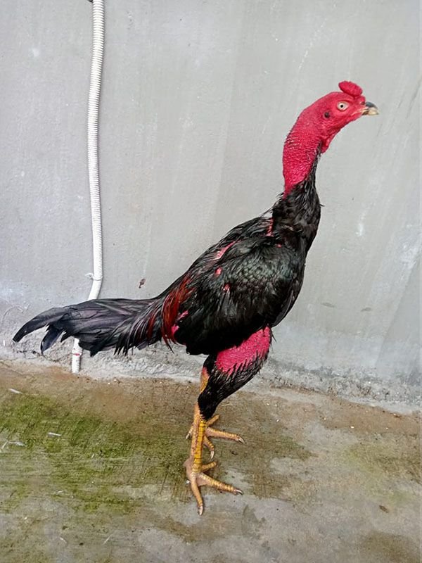 Gà tơ thì chưa cần tập thể lực mà hãy bắt đầu bằng gà xong vụ lông nhé