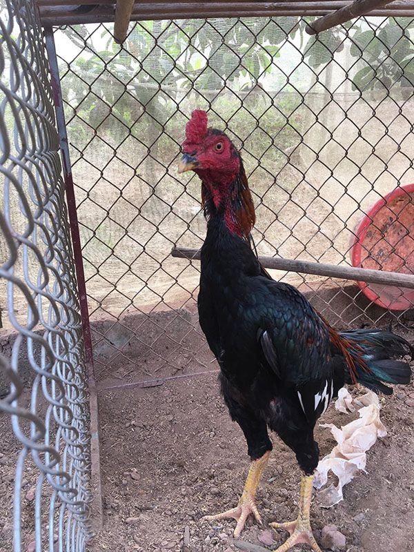 Cách trị gà chọi nhát người đó chính là nhốt lại ít thả rông