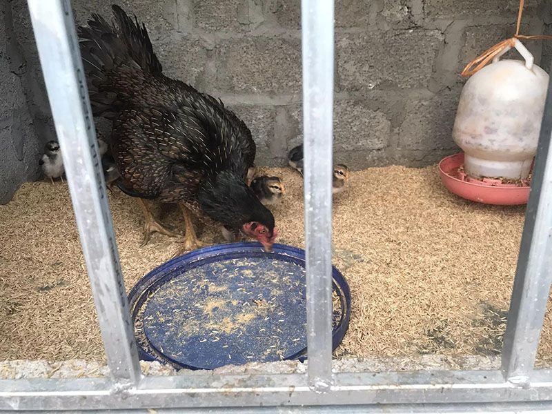 Chăm sóc gà chọi con từ nhỏ để gà chọi không sợ người