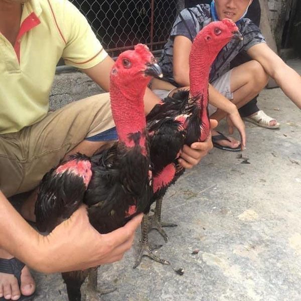 Gà không có tai hoặc bị điếc đôi khi gây bất lợi cho chính các chiến kê này