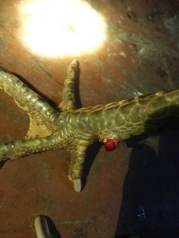 Cắt cựa gà bị chảy máu cần cẩn thận băng bó sát trùng