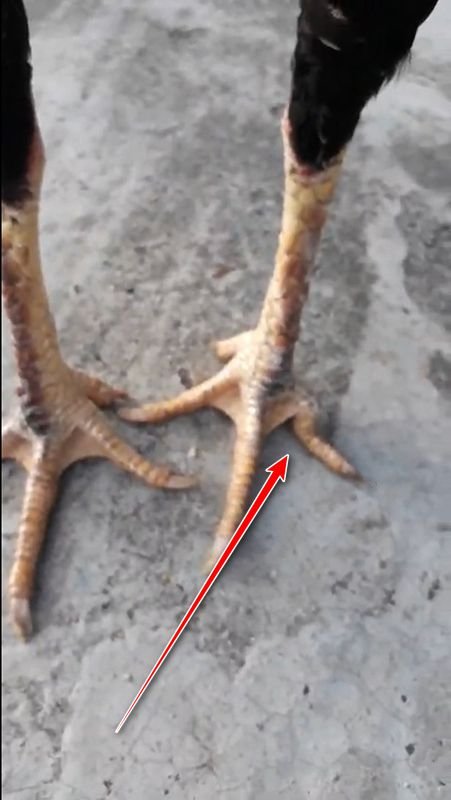 Gà vảy dép đi cùng với chân sâu đo