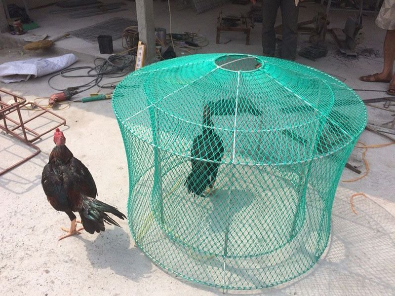 Sử dụng máy chạy bộ tăng thể lực cho gà