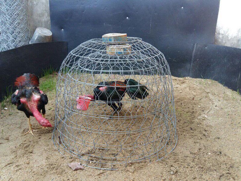 Tập thể lực cho gà bằng việc chạy lồng cơ bản