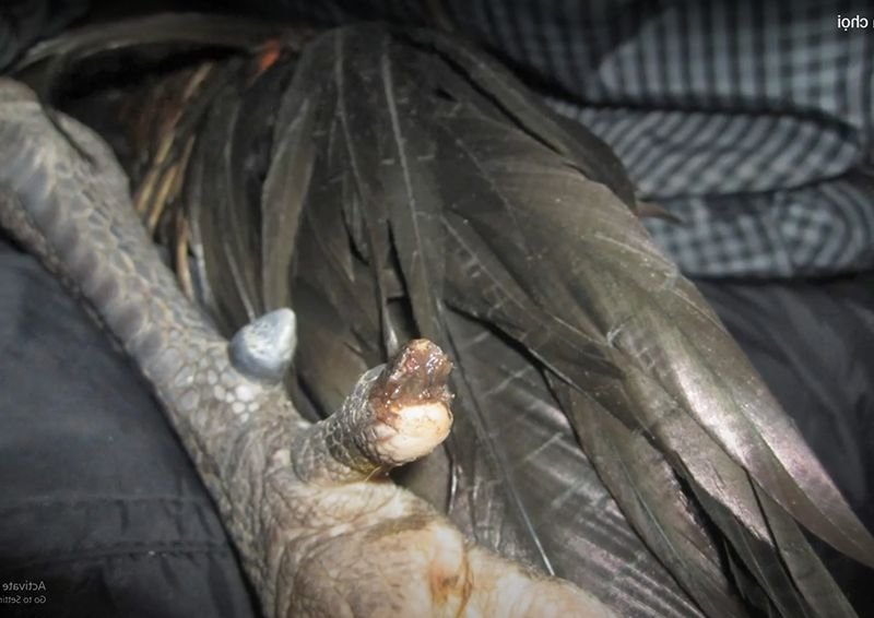 Gà bị hỏng móng thới tốt nhất không hoạt động tập luyện