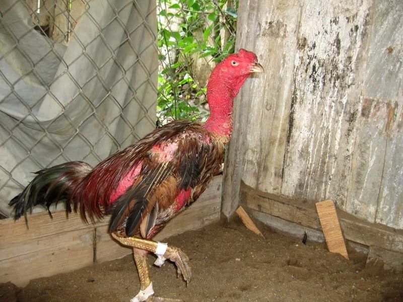 Băng bó cho móng thới gà chọi bị gãy