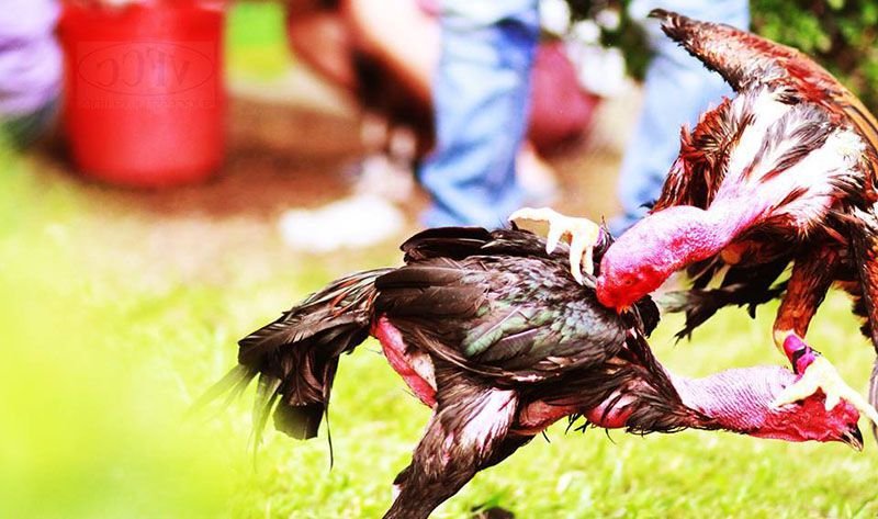 Móng thới quan trọng trong những trận đá gà cựa sắt