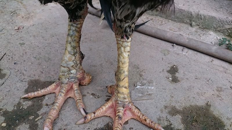 Gà sưng hỏng hẳn móng thới do không điều trị