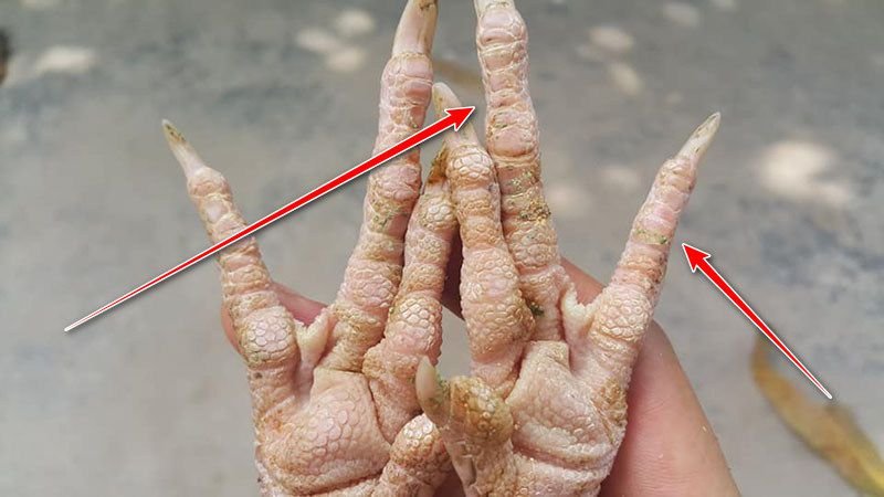 Gà vảy dép phải đi kèm với chân cua cánh đôi