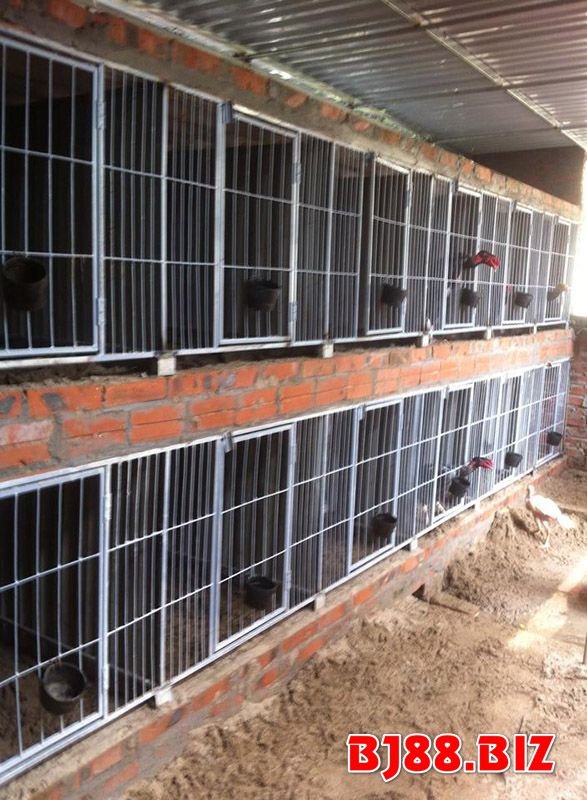 Nắm được kích thước chuồng gà chọi sẽ chia ô và quy mô chuẩn hơn