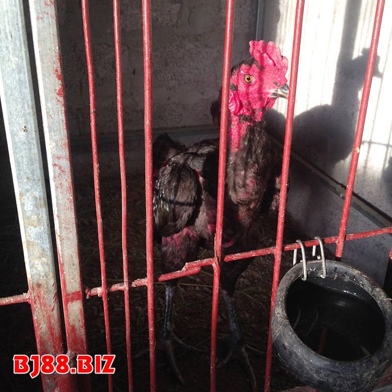 Nên tìm cách đuổi muỗi chống muỗi cho gà