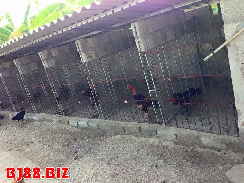 Chiến kê càng chất lượng có thể chuồng sẽ càng rộng