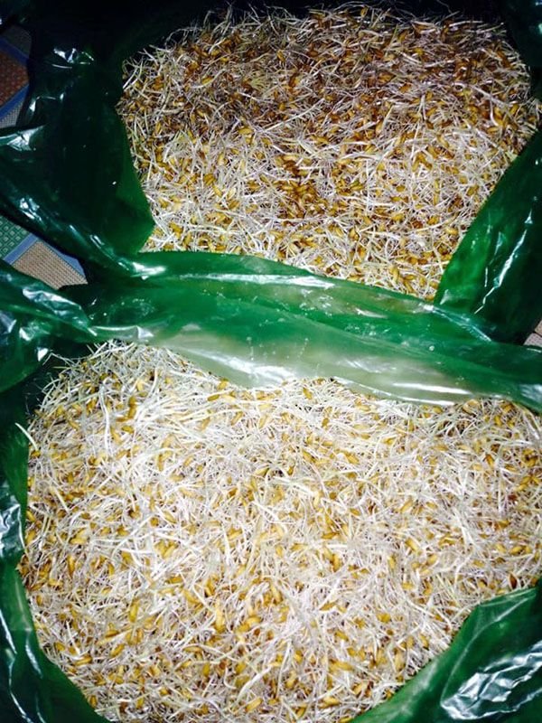 Chế độ ăn đa dạng cho chiến kê