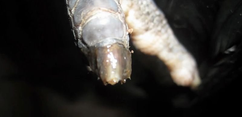 Gà chọi bung móng thới cần phải được vệ sinh sát trùng kỹ càng