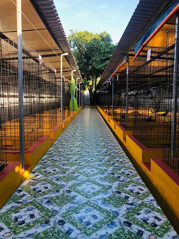 trại gà Mít Trà Cú