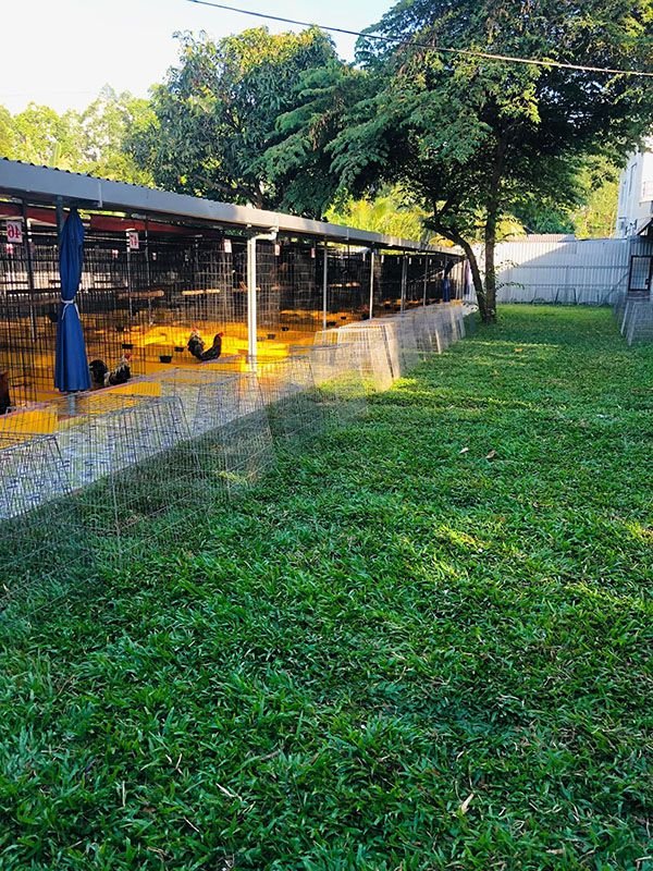 Quy mô rộng lớn trại gà Mít Trà Cú