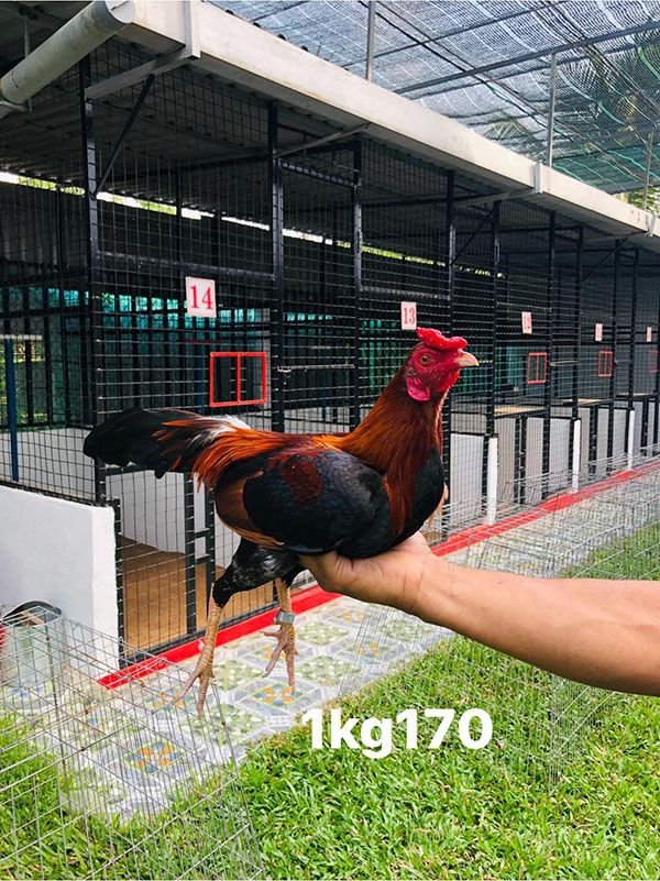 Chiến kê yêu thích của anh Mít