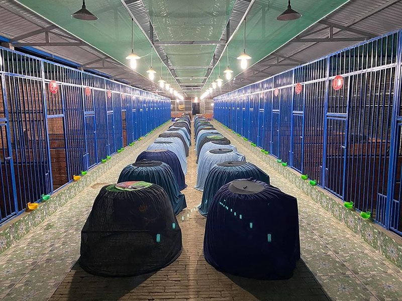 Hàng chục chuồng nuôi đẳng cấp của trại gà Mít Trà Cú Trà Vinh