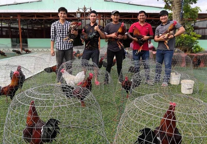 Trại gà đá của anh Mít Trà Cú