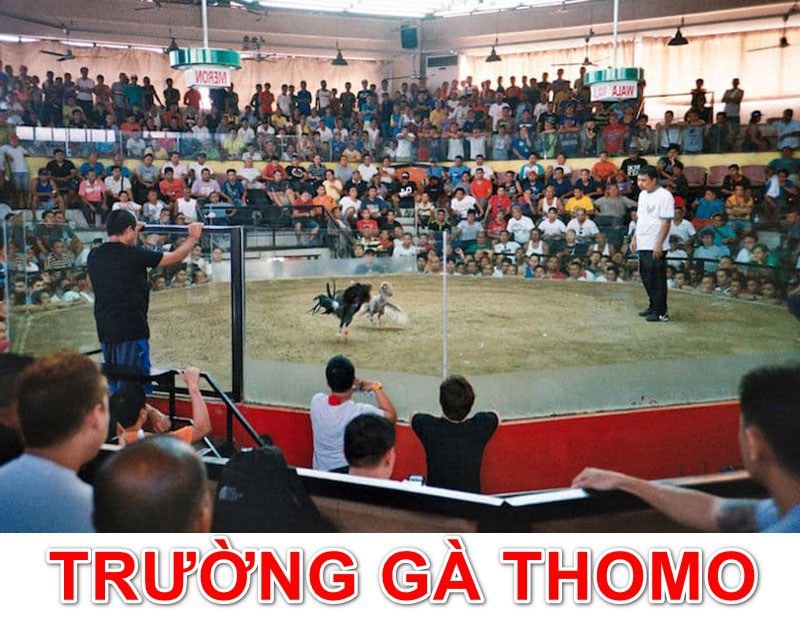 Quy mô trường gà Thomo